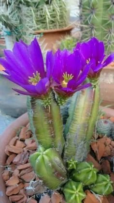 ae4355f9c9ce4099c2c613e79a21e8f5--cactus-plants-cactus-flower.jpg