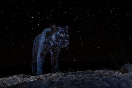 black leopard.jpg