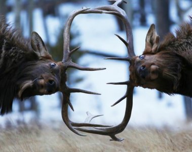elk5.jpg