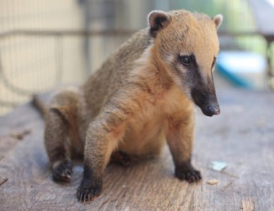 coatimundilunapic.jpg coatimundilunapic.jpg