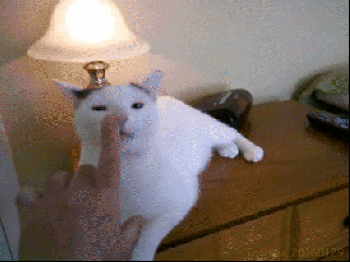 40532aa724b6b73f-animal-gifs-funny-cats-gifs-of-funny-animals-cheezburger.gif