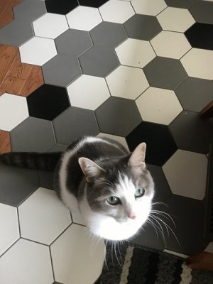 Holly1.jpg