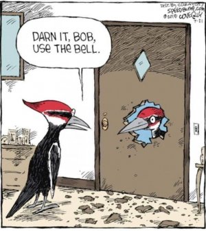 woodpecker.jpg