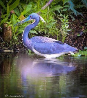 heron.jpg