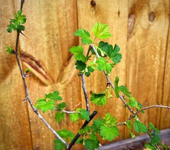 E50E4994-8CAE-47B4-B520-DF25FDA05992.jpeg E50E4994-8CAE-47B4-B520-DF25FDA05992.jpeg