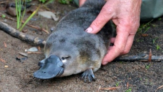 platypus.jpg