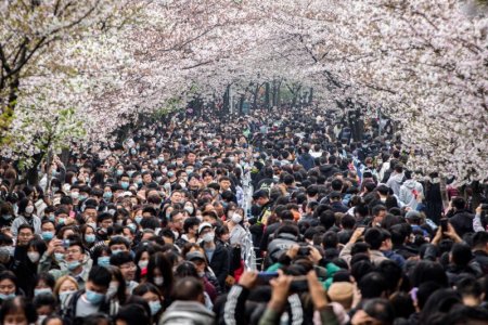 blossoms.jpg