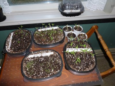 plants.JPG plants.JPG