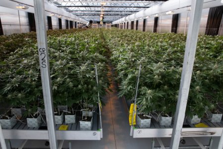 canabis farm.jpg