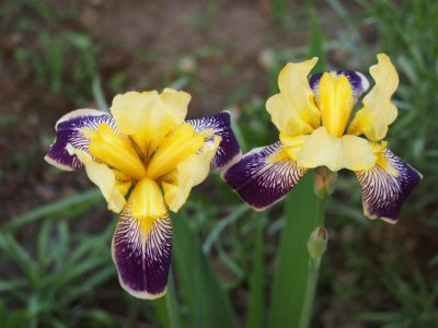 2-Bearded-Iris-870x653.jpg