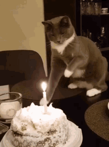 tenor (4).gif