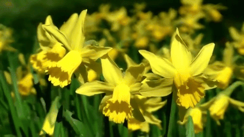 18.gif