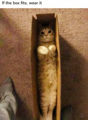 cat box.jpg