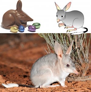 EasterBilby.jpg