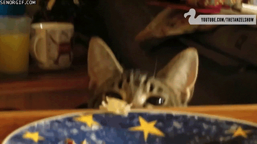 cat-steals-scrap-of-food.gif