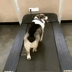 CreativeGlossyArcticfox-small.gif CreativeGlossyArcticfox-small.gif