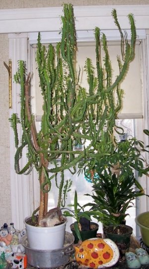 crown of thorns.jpg