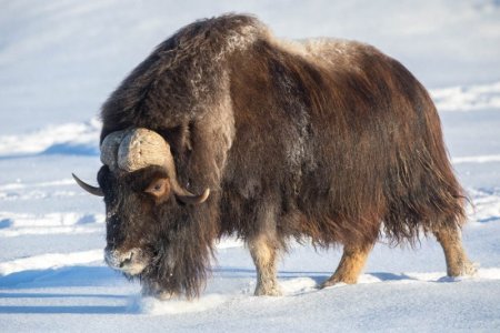 Musk Ox Bull.jpg