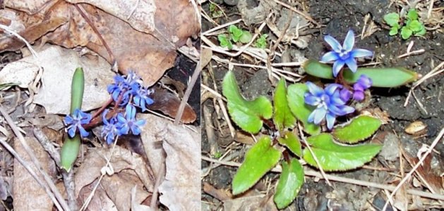 flowers3.jpg