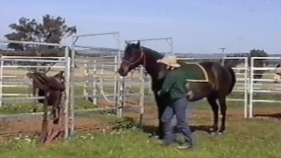 how-about-you-put-the-saddle-on-and-i-ride-you.gif