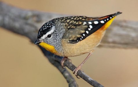 Pardalote.jpg