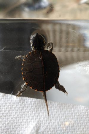 turtle (6).jpg