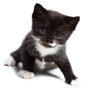 black_and_white_kitten_s.jpg