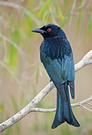 spangled-drongo.jpg