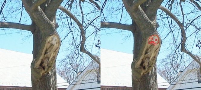 tree2.jpg