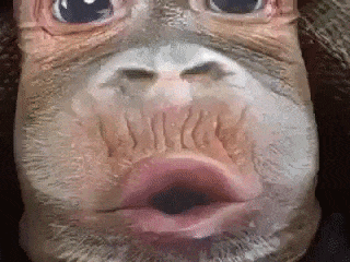 giphy-downsized-medium.gif