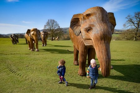 elephants.jpg
