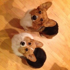 andcorgimakesthree.jpeg