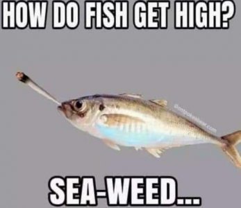 fish.jpg