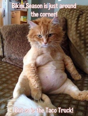 bikiniseason.jpg