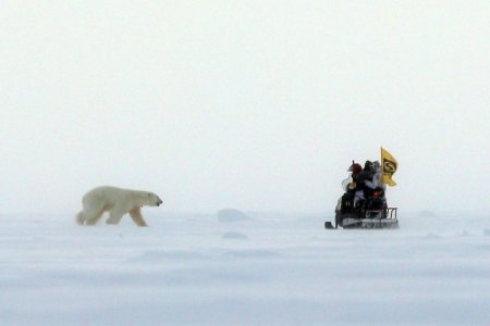 polar bear.jpg