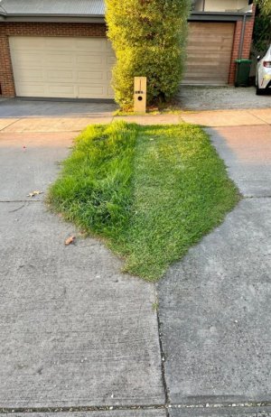 lawn.jpg
