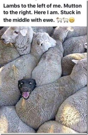 FB_IMG_16170854221770690.jpg