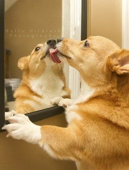 15 Corgi Kissers, A Bride And A Blue Rat - The Daily Corgi.jpeg