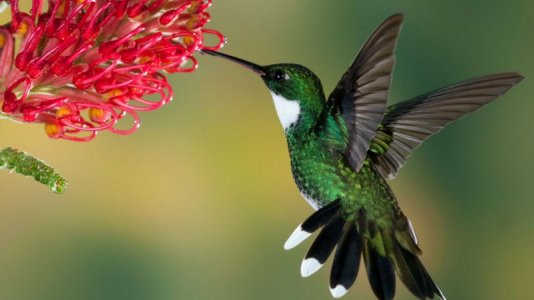 sn-hummingbirdH.jpg