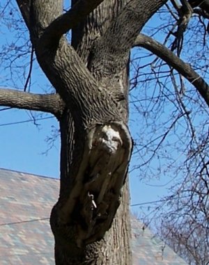 tree.jpg