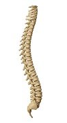 spine.jpg