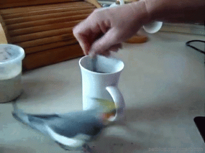 coffee-52.gif