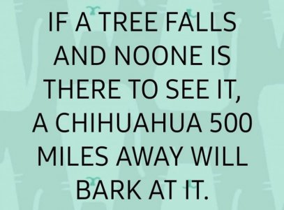 chichua.jpg