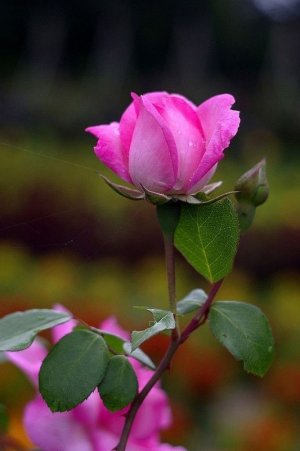 pink rose 5.jpg