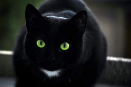 cat time black.jpg