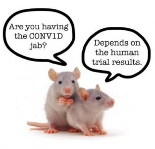 mouse.jpg