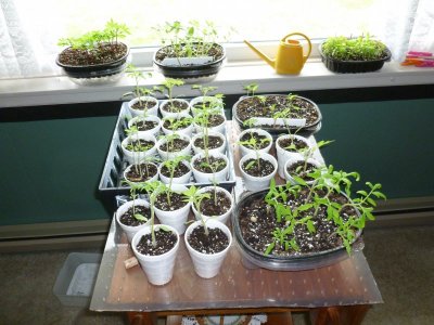 all plants in window.JPG all plants in window.JPG