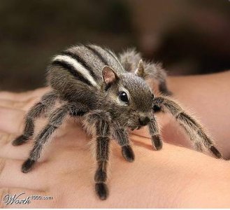 Cute Spider.jpg