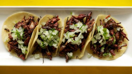 edible_insects_20140128_2031207002[1].jpg