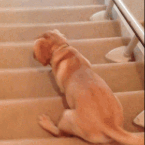 lazy-puppy-5afae9abc064710036540740.gif